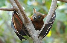 Lesser short-nosed fruit bat resting on the tree
