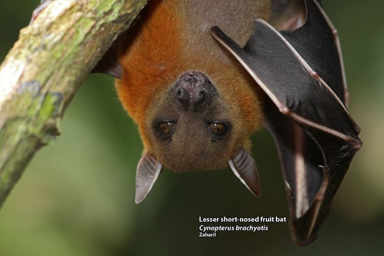 Lesser short-nosed fruit bat hanging on a branch of a tree