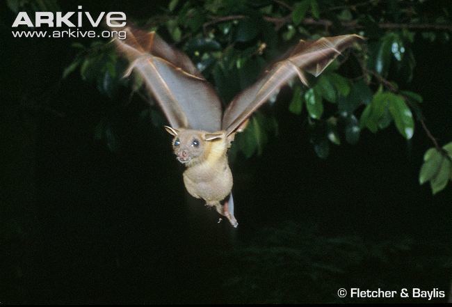 Lesser short-nosed fruit bat flying from the tree