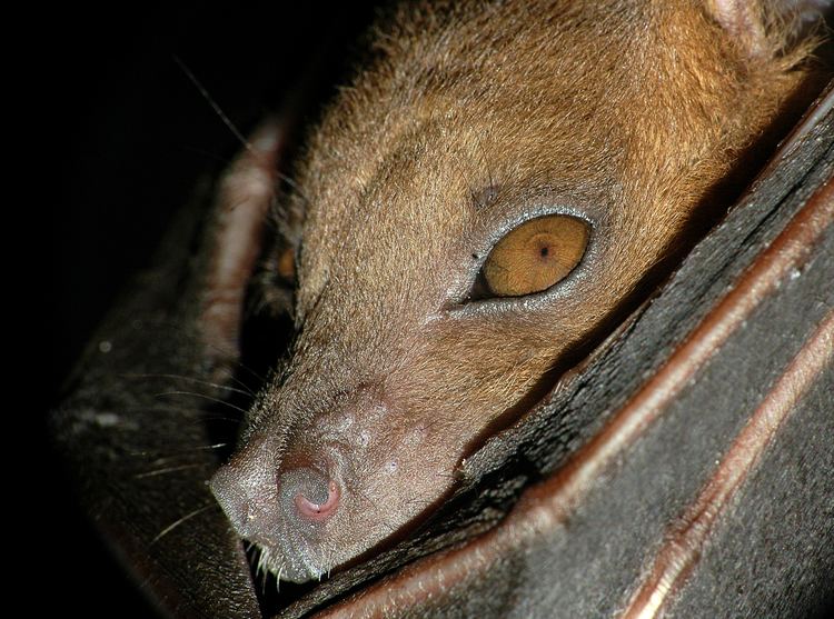A close up shot of Lesser short-nosed fruit bat's face