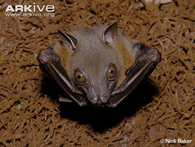 Lesser short-nosed fruit bat with brown large eyes and yellowish-brown collar