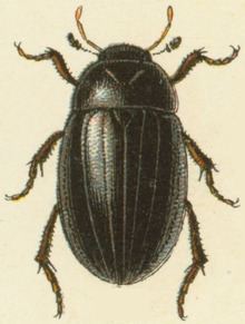 Lesser silver water beetle httpsuploadwikimediaorgwikipediacommonsthu