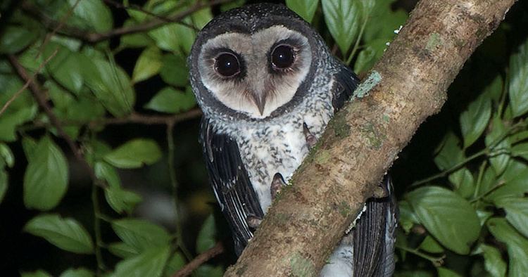 Lesser sooty owl Lesser Sooty Owl Tyto multipunctata Picture 1 of 3 The Owl Pages