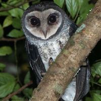 Lesser sooty owl wwwowlpagescomowlsspeciesimageslessersooty