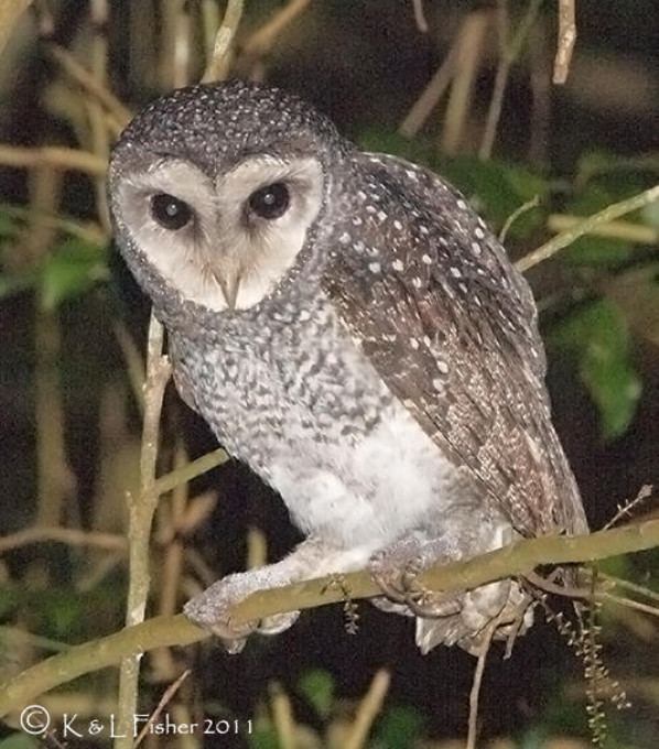 Lesser sooty owl Lesser Sooty Owl Shows at last Wildiaries