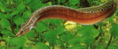 Lesser spiny eel fishprofilescomprofilesimagesphotoskkhb458jpg