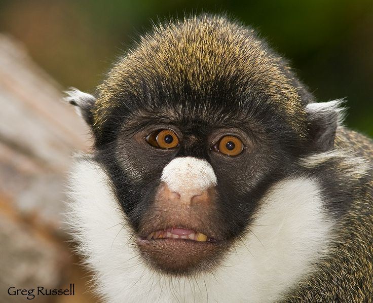 Lesser spot-nosed monkey 1000 images about Primates Old World Lesser Spotnosed Guenon