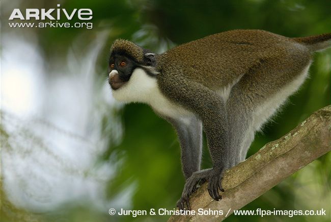 Lesser spot-nosed monkey Lesser spotnosed monkey videos photos and facts Cercopithecus