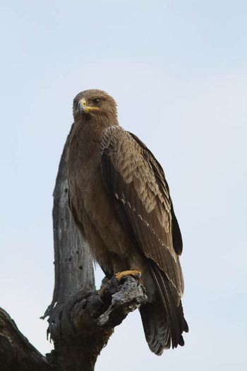 Lesser spotted eagle European Raptors Lesser Spotted Eagle