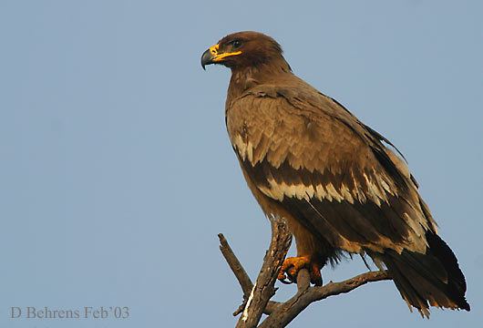 Lesser spotted eagle ADW Aquila pomarina INFORMATION