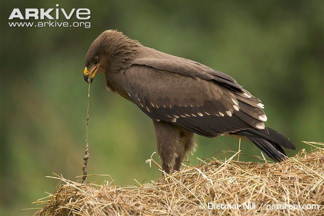 Lesser spotted eagle Lesser spotted eagle photos Aquila pomarina ARKive