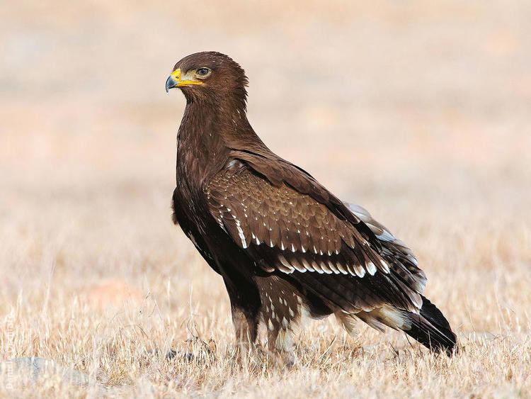 Lesser spotted eagle Lesser Spotted Eagle KuwaitBirdsorg