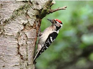 Lesser spotted woodpecker BTO Breeding Birds of the Wider Countryside Lesser Spotted Woodpecker