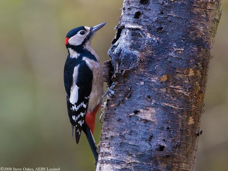 Lesser spotted woodpecker Lesser Spotted Woodpecker