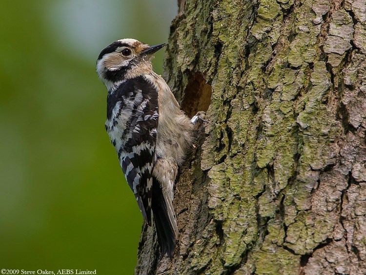 Lesser spotted woodpecker Lesser Spotted Woodpecker