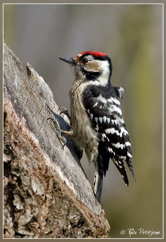 Lesser spotted woodpecker Lesser Spotted Woodpecker BirdForum Opus