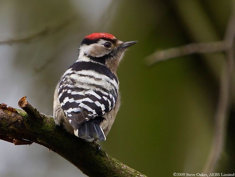 Lesser spotted woodpecker wwwworldbirdscoukimagesoakes0photosimage130