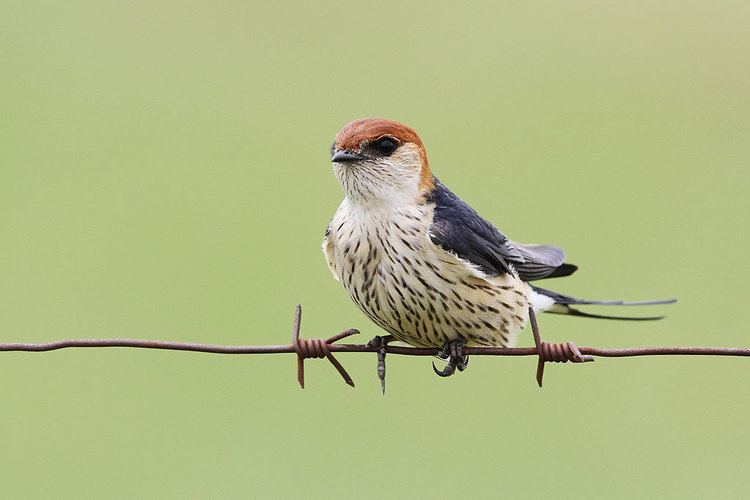 Lesser striped swallow Lesser Striped Swallow Bird amp Wildlife Photography by Richard and
