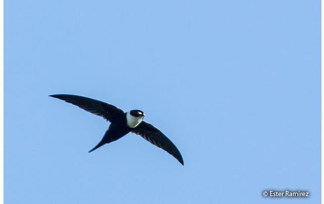 Lesser swallow-tailed swift Lesser Swallowtailed Swift Panyptila cayennensis Peru Aves