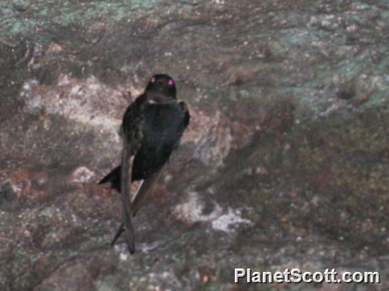 Lesser swallow-tailed swift Lesser Swallowtailed Swift Panyptila cayennensis PlanetScottcom