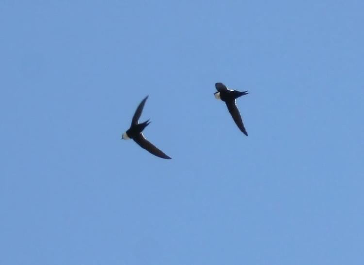 Lesser swallow-tailed swift Lesser Swallowtailed Swift Panyptila cayennensis videos photos