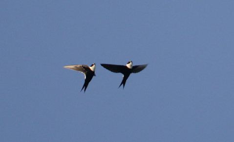 Lesser swallow-tailed swift avesphotocomwebsitepicturesSWFLSW2jpg