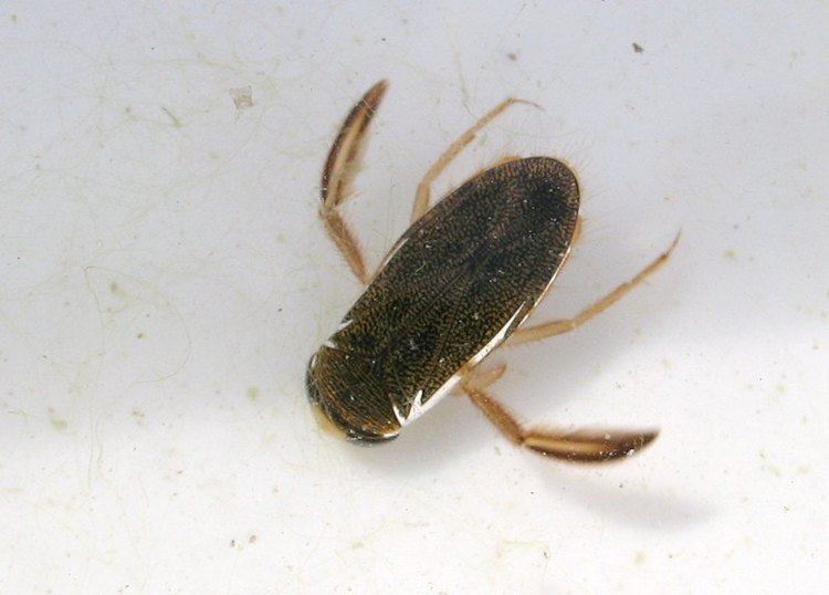 Lesser water boatman bogbumper Nature study