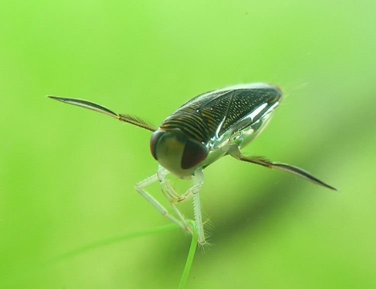 Lesser water boatman Lesser water boatman Wikipedia