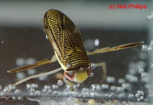 Lesser water boatman Wat Tyler Country Park Education Lesser water boatman