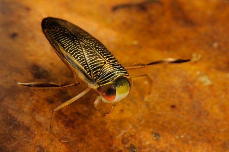 Lesser water boatman Lesser Water boatman Corixa sp Wildlife Photography