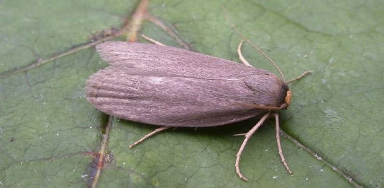 Lesser wax moth Wax Moths NCBC