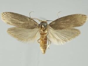 Lesser wax moth mothphotographersgroupmsstateeduFiles1JAP300
