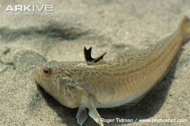 Lesser weever Lesser weever photo Echiichthys vipera G140480 ARKive
