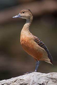 Lesser whistling duck httpsuploadwikimediaorgwikipediacommonsthu