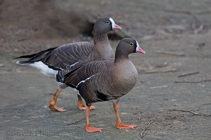 Lesser white-fronted goose Lesser Whitefronted Goose Rare and Endangered Series Nature Notes