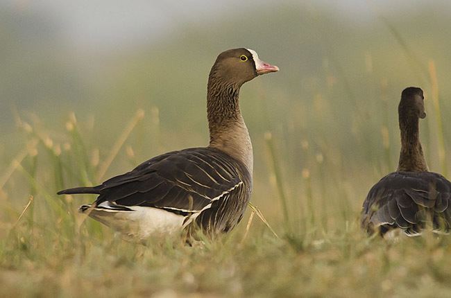 Lesser white-fronted goose Oriental Bird Club Image Database Lesser Whitefronted Goose