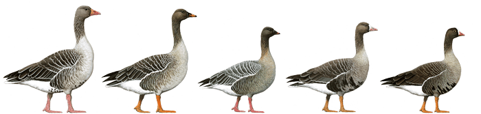 Lesser white-fronted goose Portal to the Lesser Whitefronted Goose Anser erythropus