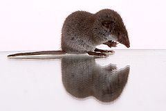 Lesser white-toothed shrew httpsd1k5w7mbrh6vq5cloudfrontnetimagescache