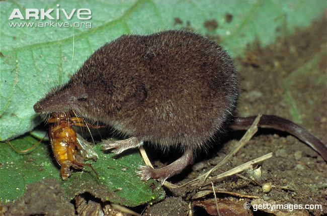 Lesser white-toothed shrew Lesser whitetoothed shrew photo Crocidura suaveolens A14398