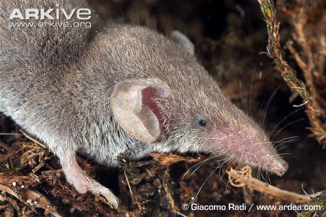 Lesser white-toothed shrew Lesser whitetoothed shrew photo Crocidura suaveolens A14398