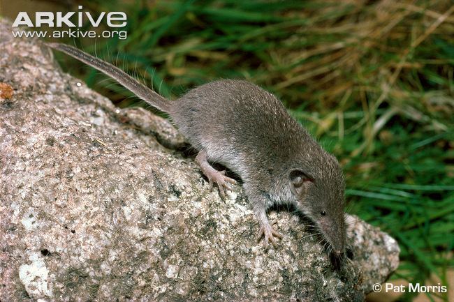 Lesser white-toothed shrew Lesser whitetoothed shrew photo Crocidura suaveolens A10994