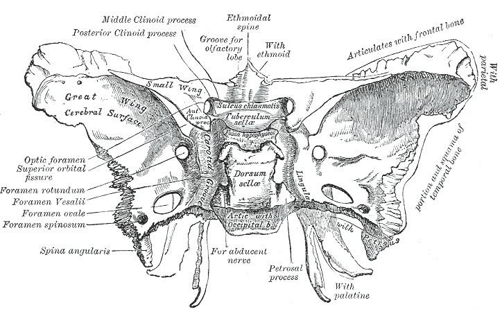 Lesser wing of sphenoid bone