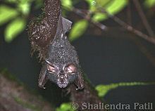 Lesser woolly horseshoe bat httpsuploadwikimediaorgwikipediacommonsthu
