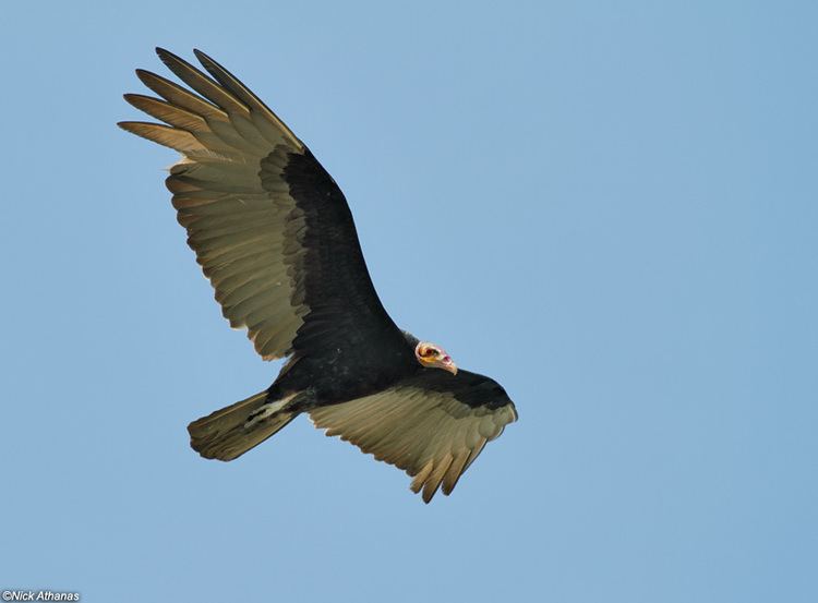 Lesser yellow-headed vulture antpittacom Photo Gallery Vultures