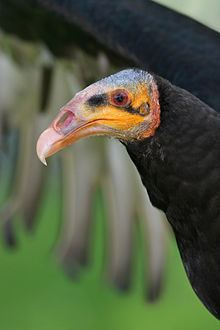 Lesser yellow-headed vulture httpsuploadwikimediaorgwikipediacommonsthu