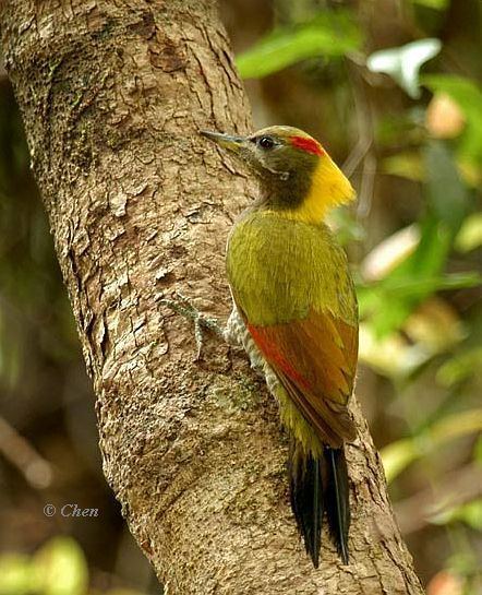 Lesser yellownape Oriental Bird Club Image Database Lesser Yellownape Picus
