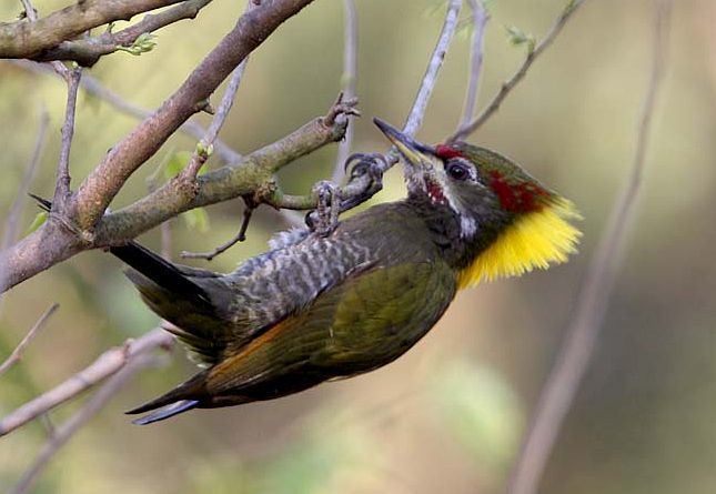 Lesser yellownape Oriental Bird Club Image Database Lesser Yellownape Picus