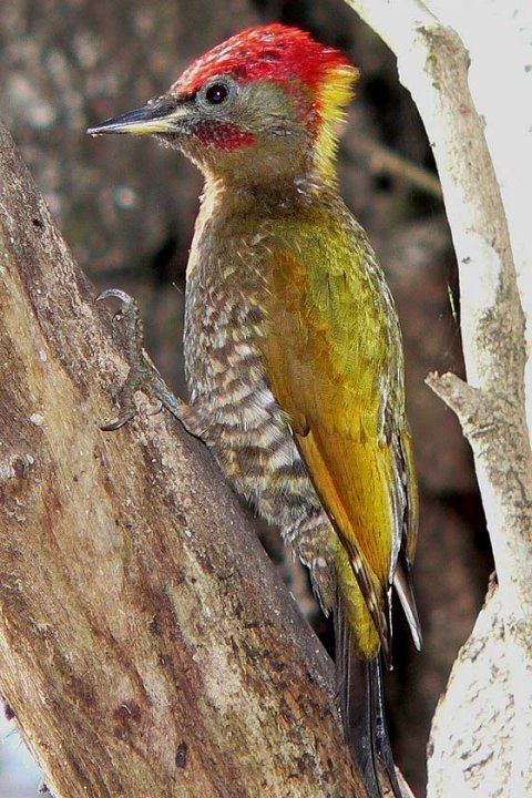 Lesser yellownape Bird Of The Day Lesser Yellow Nape Thekkady India La Paz Group