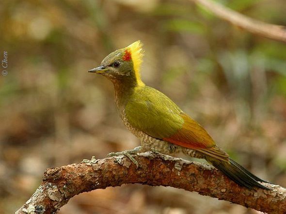Lesser yellownape Oriental Bird Club Image Database Photographers
