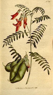 Lessertia (plant) httpsuploadwikimediaorgwikipediacommonsthu